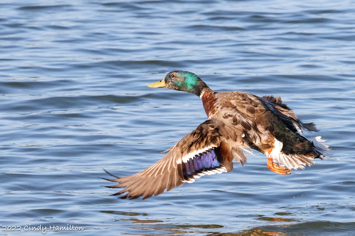 Mallard - ML455187671