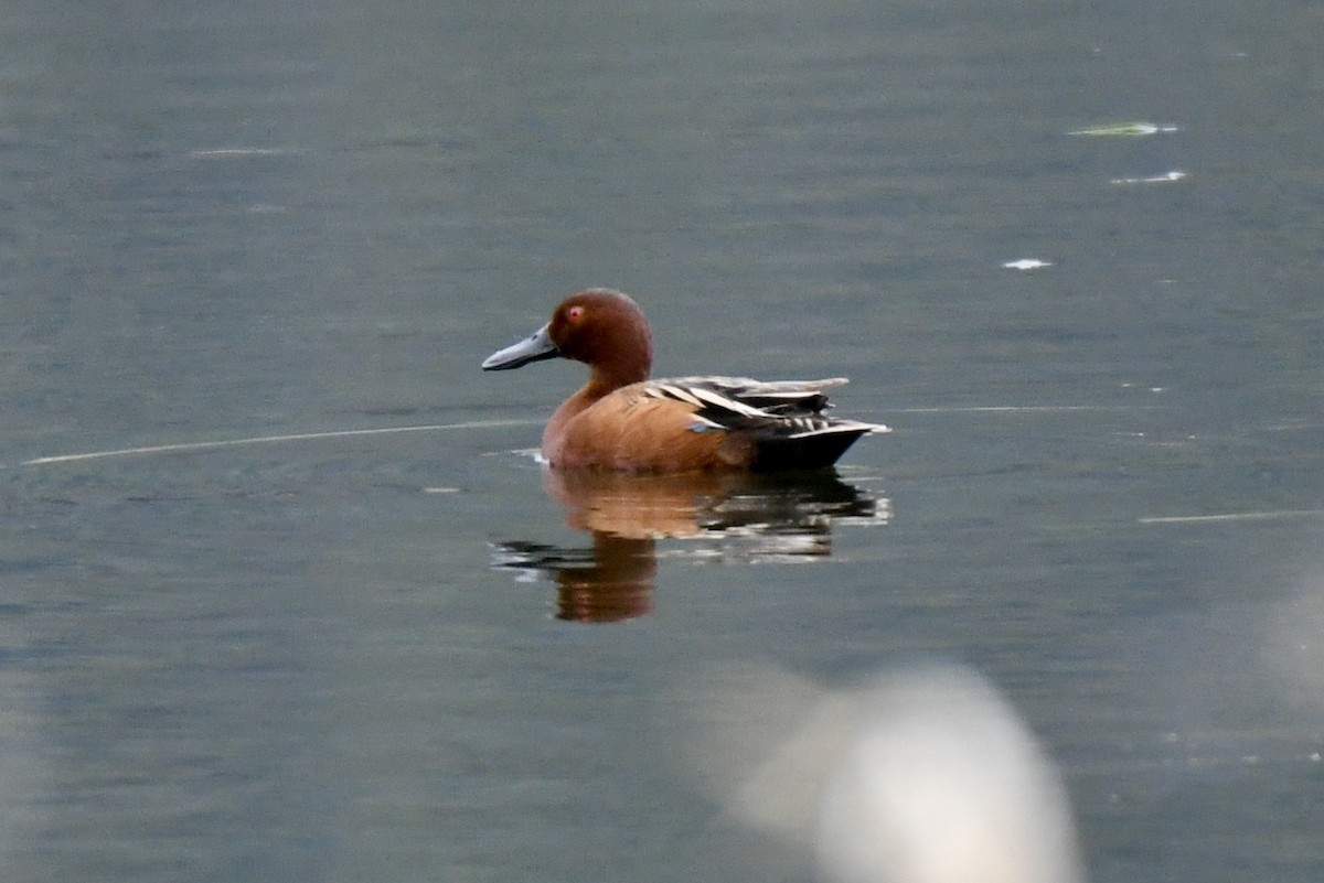 Cinnamon Teal - David Campbell