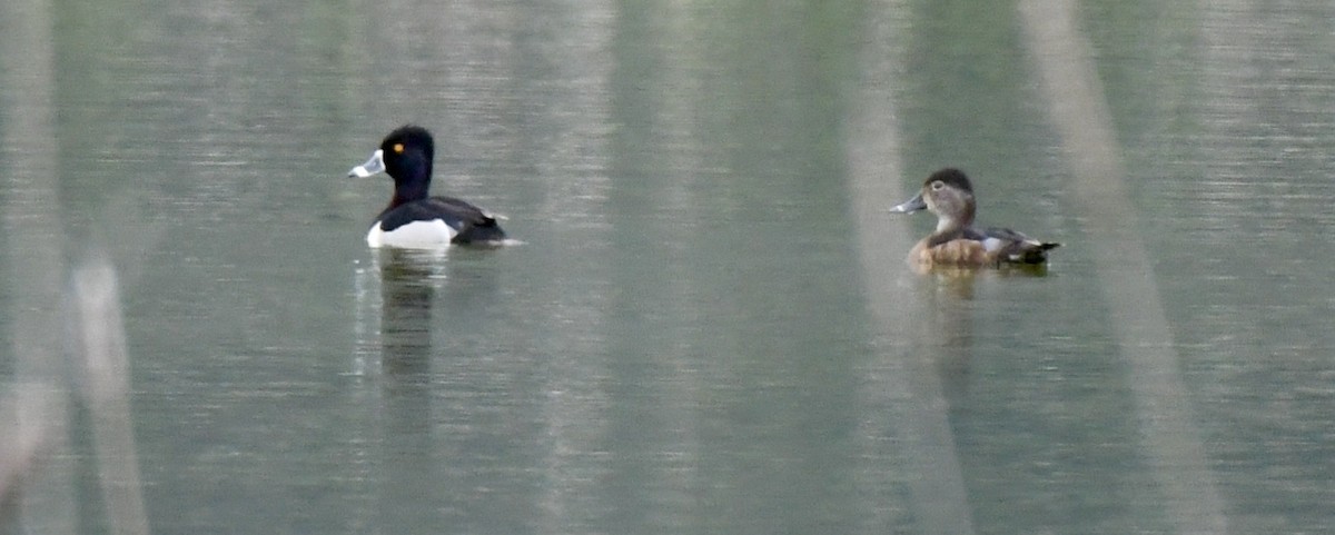 Ring-necked Duck - David Campbell