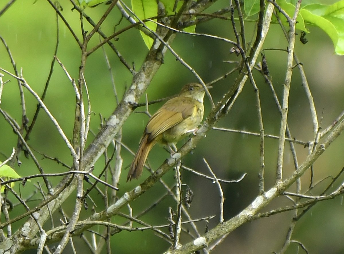 Bulbul aux yeux gris - ML455191961