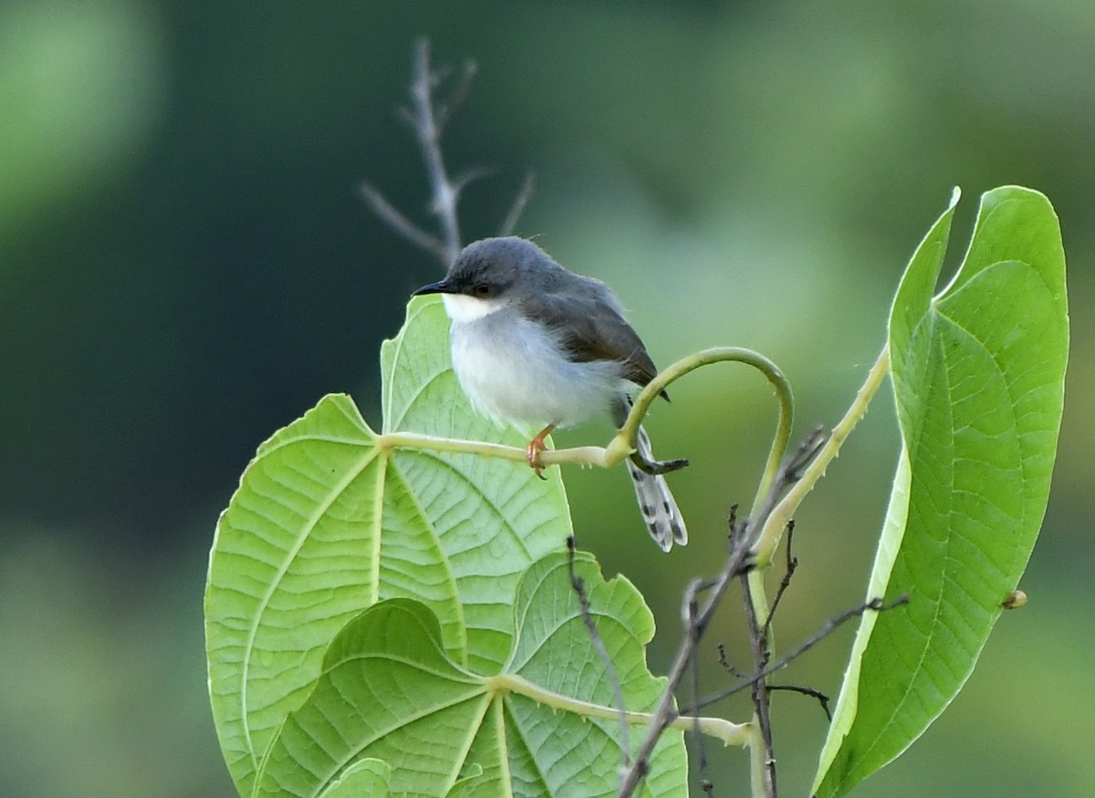 Prinia de Hodgson - ML455192041