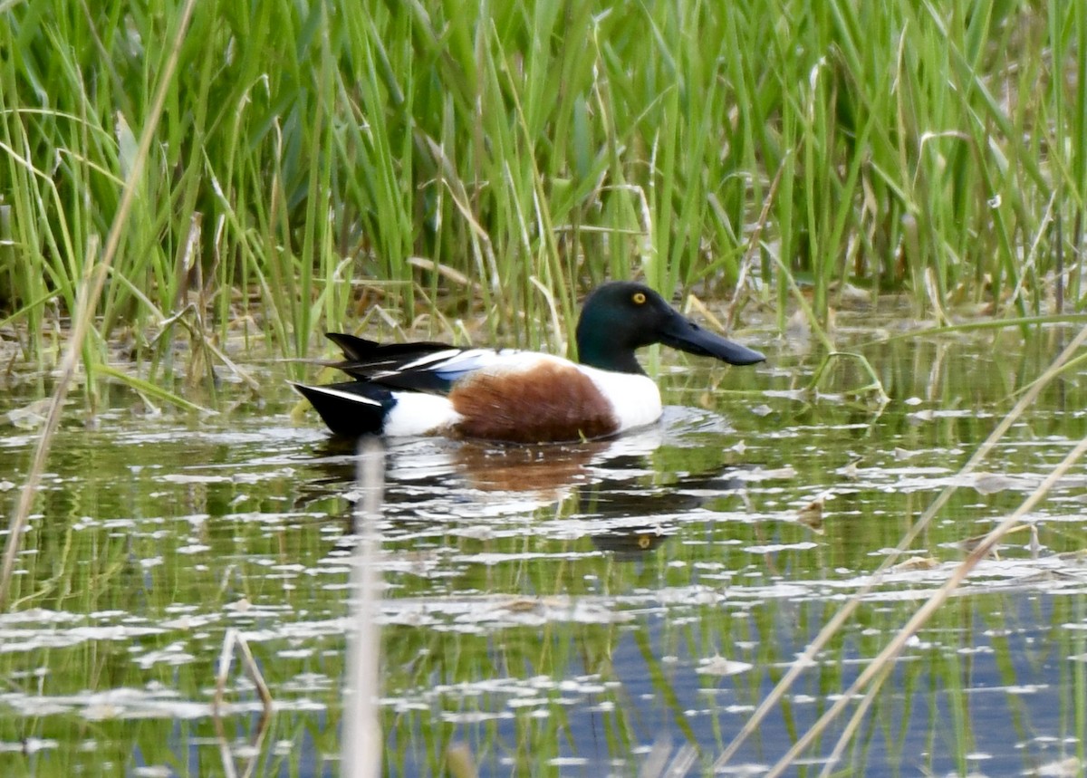 Northern Shoveler - ML455192431