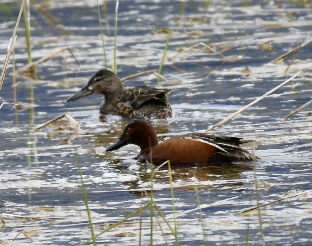 Cinnamon Teal - David Campbell