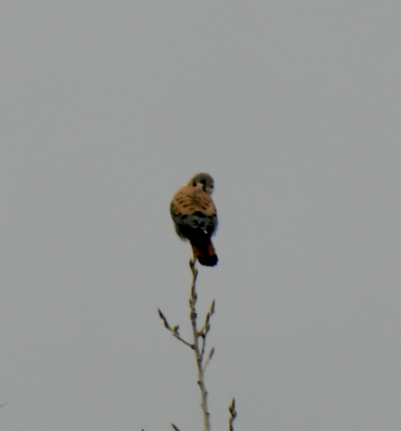 American Kestrel - ML455192651