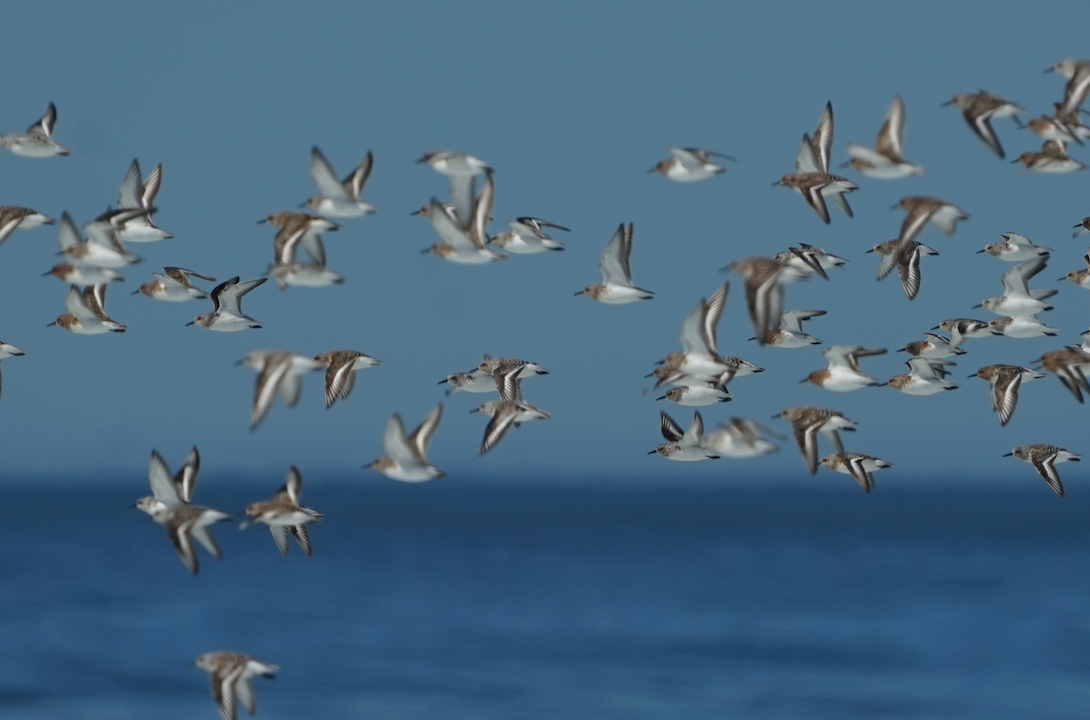 חופית לבנה - ML455192931