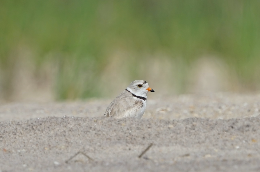 Piping Plover - ML455192941