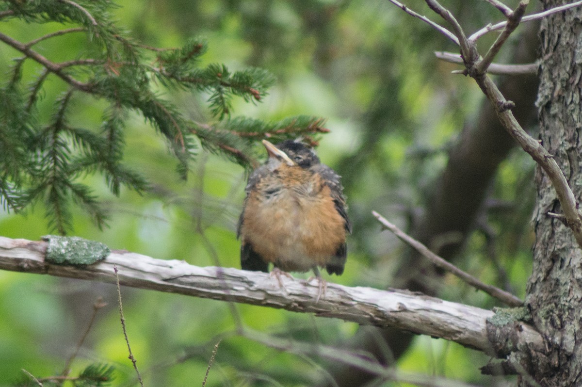 American Robin - ML455193631