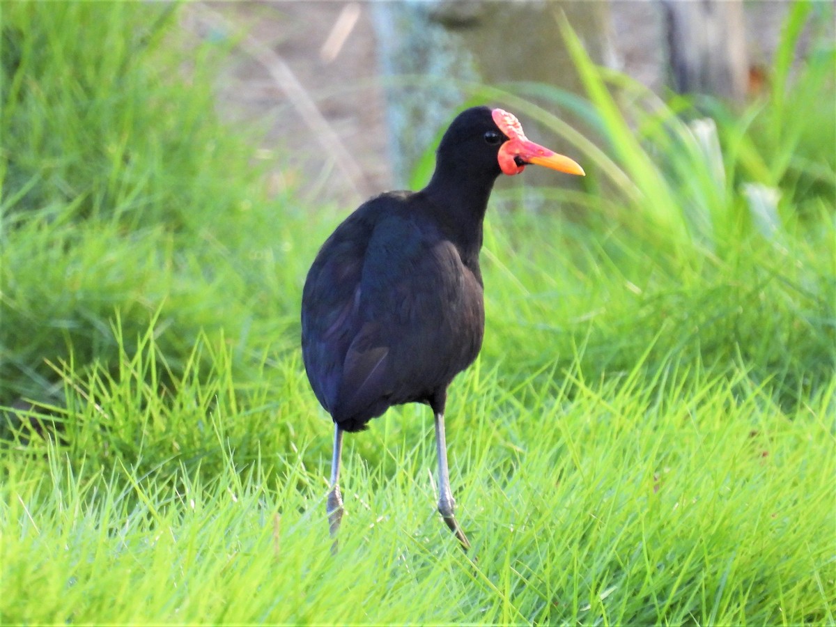 Wattled Jacana - ML455195801