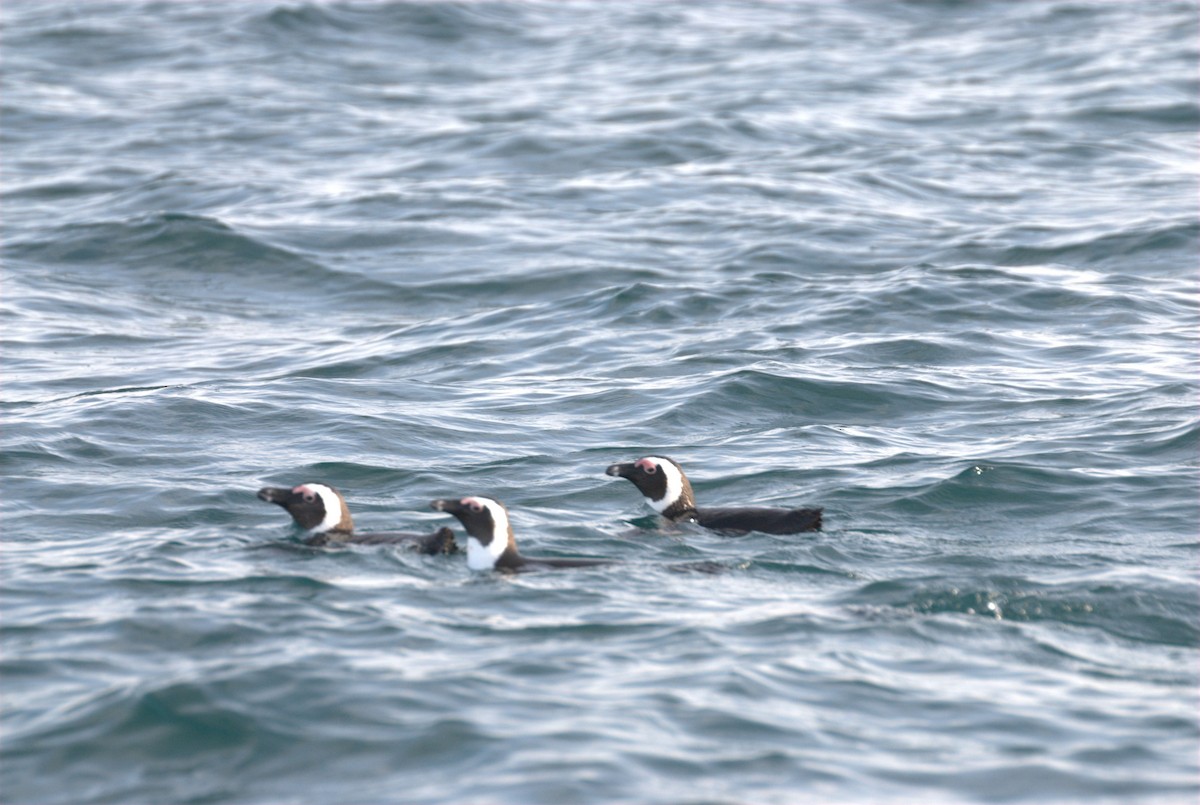 Pingüino de El Cabo - ML455196031