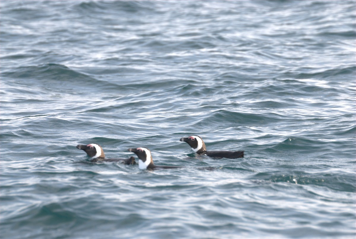 African Penguin - ML455196031