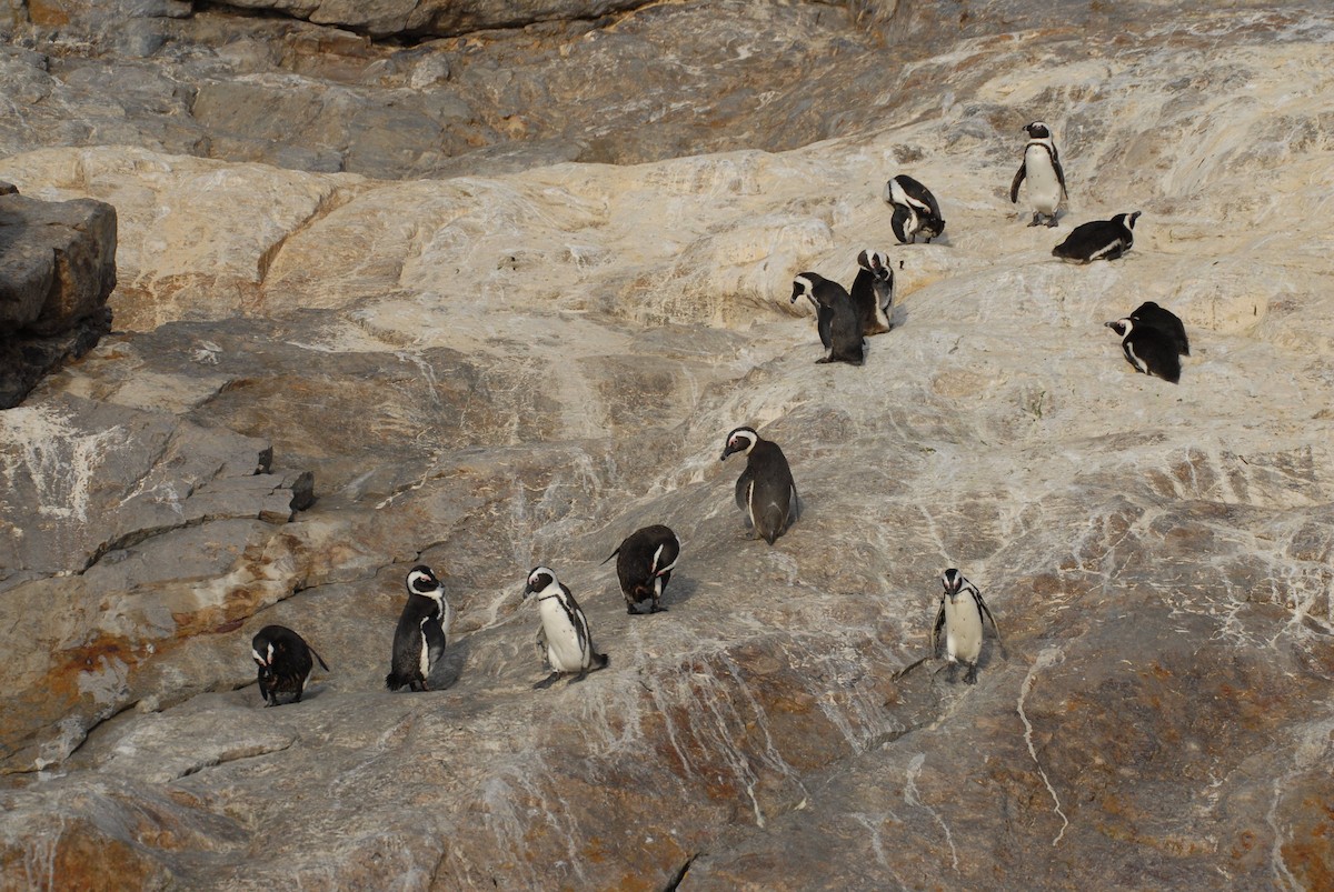 Pingüino de El Cabo - ML455196061