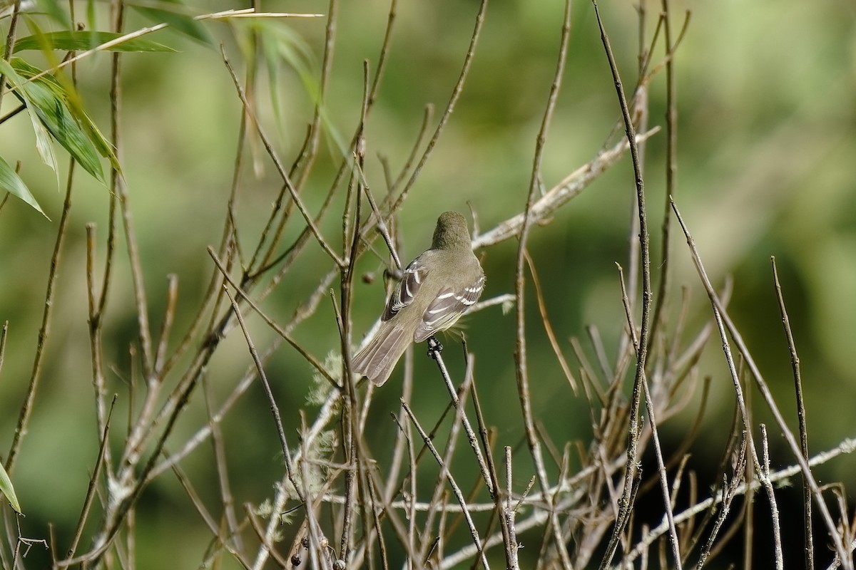 Small-billed Elaenia - ML455196431