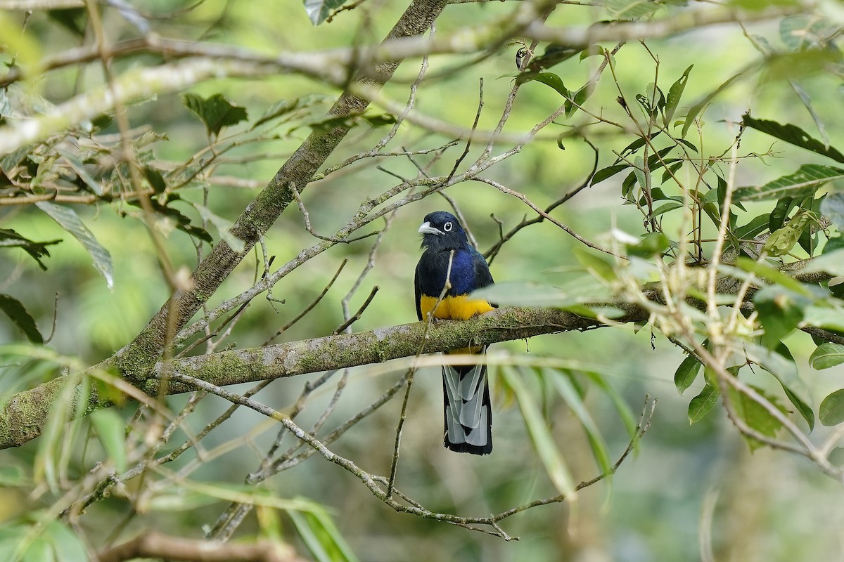 Green-backed Trogon - ML455196551