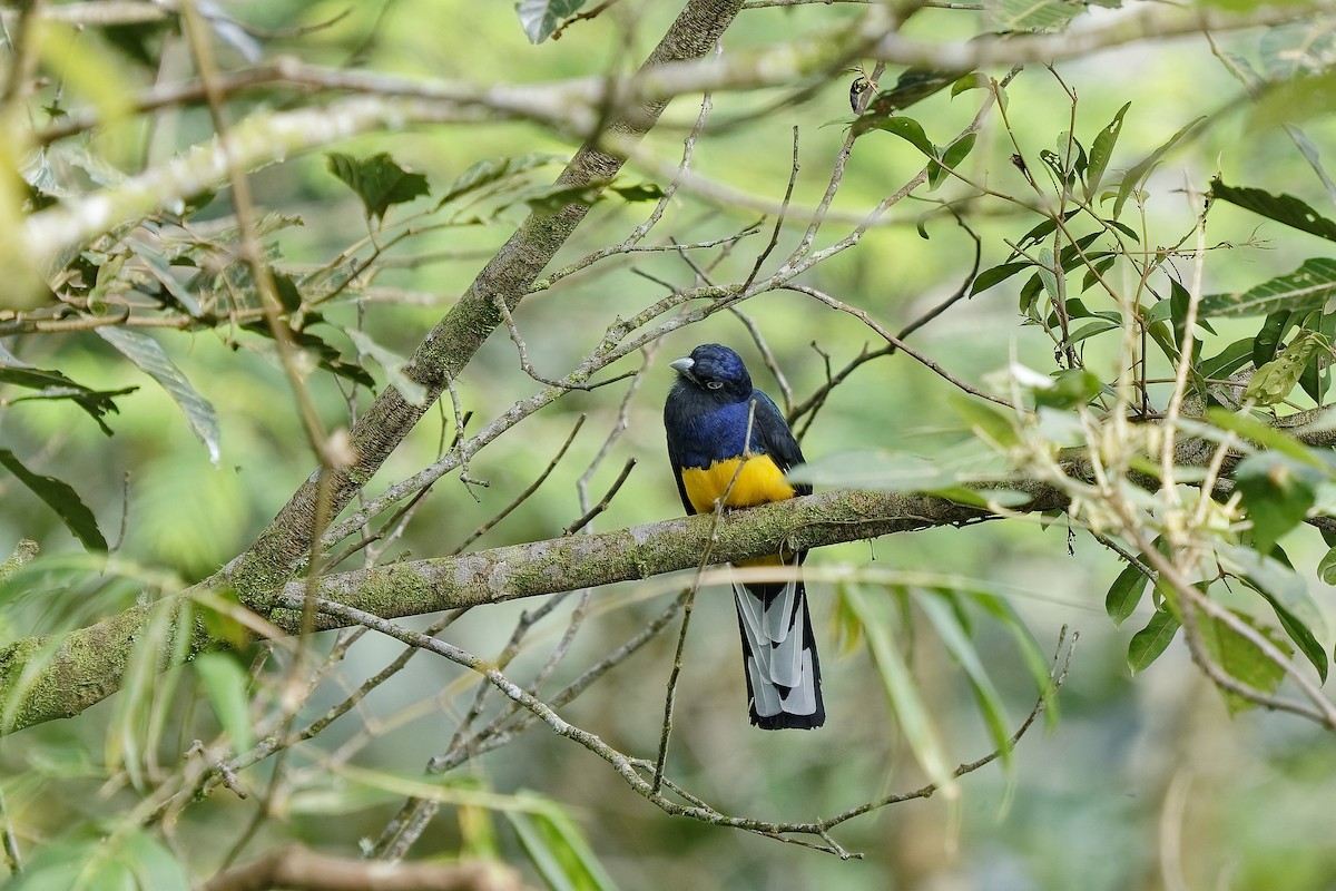 Green-backed Trogon - ML455196581