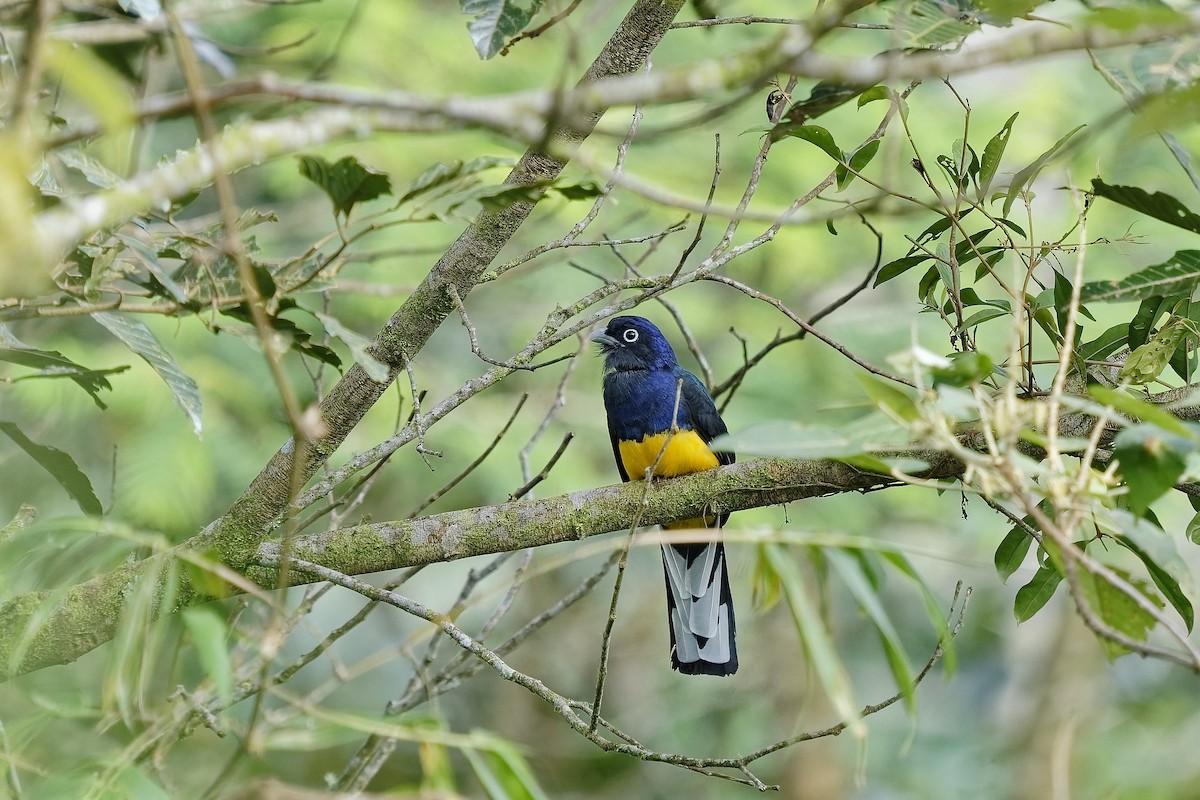 Green-backed Trogon - ML455196651