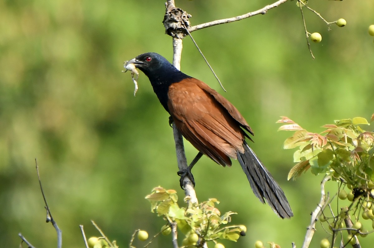 Grand Coucal - ML455197171