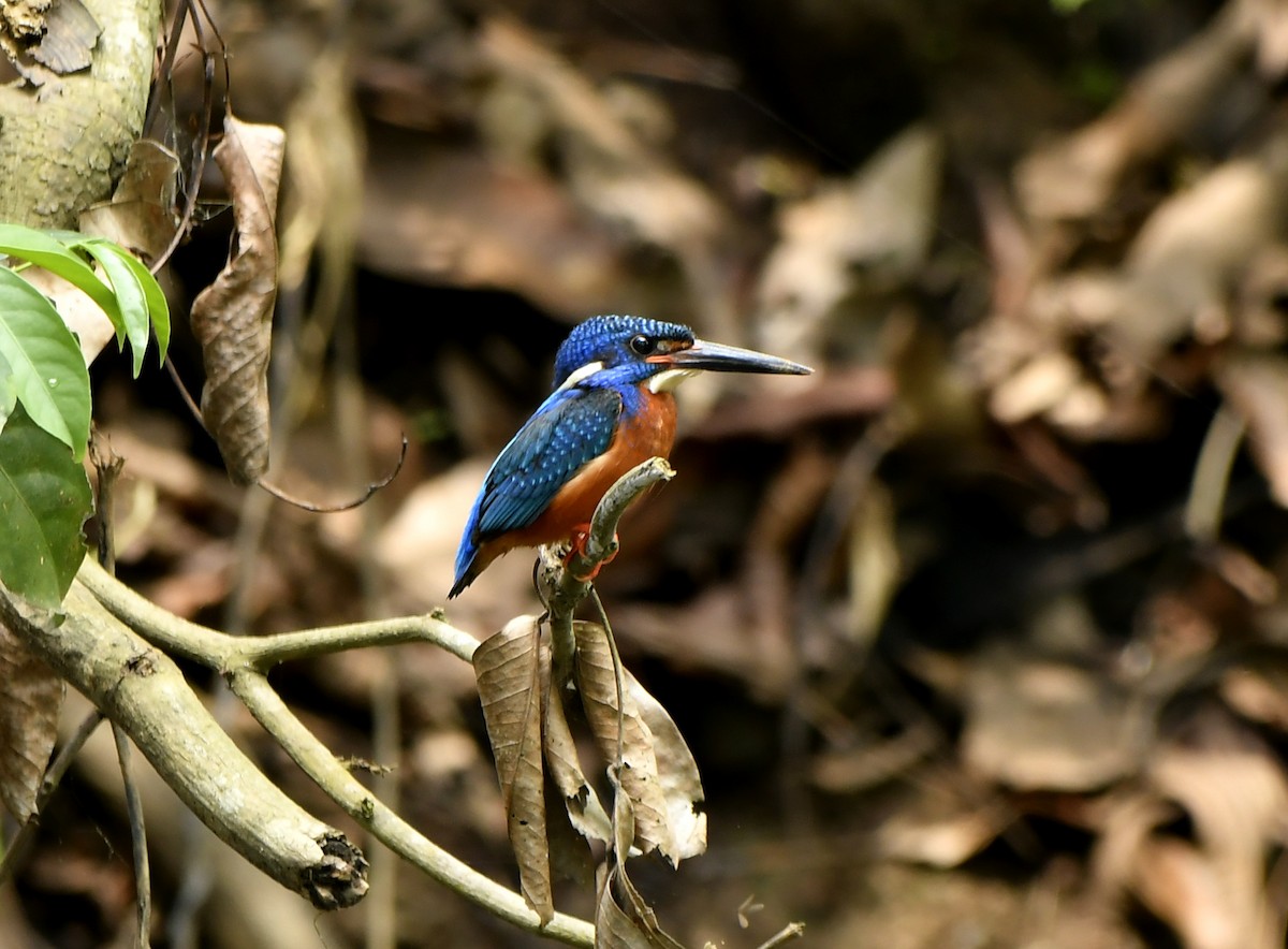 Blue-eared Kingfisher - ML455197291