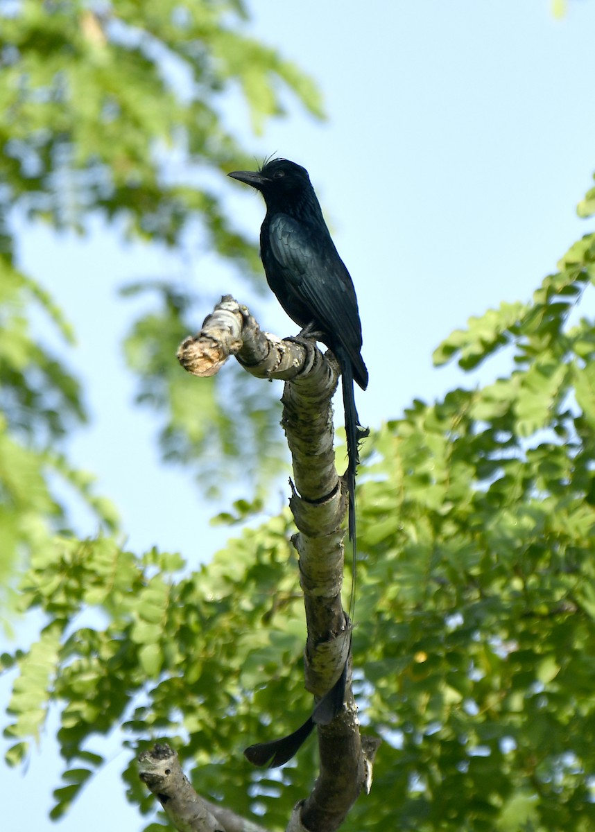 Greater Racket-tailed Drongo - ML455197621