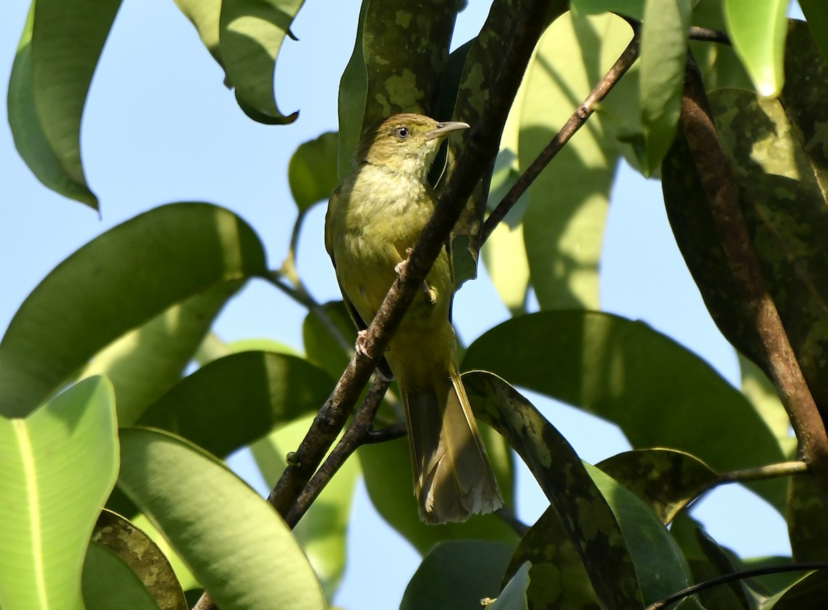 Gray-eyed Bulbul - ML455197951