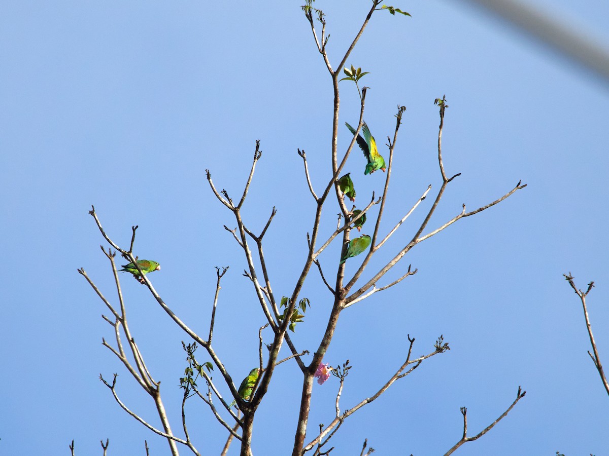 Orange-chinned Parakeet - ML455199121