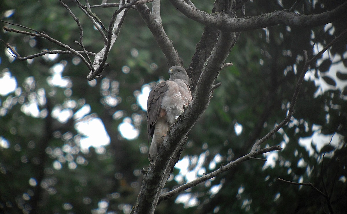ML45520011 - Ridgway's Hawk - Macaulay Library