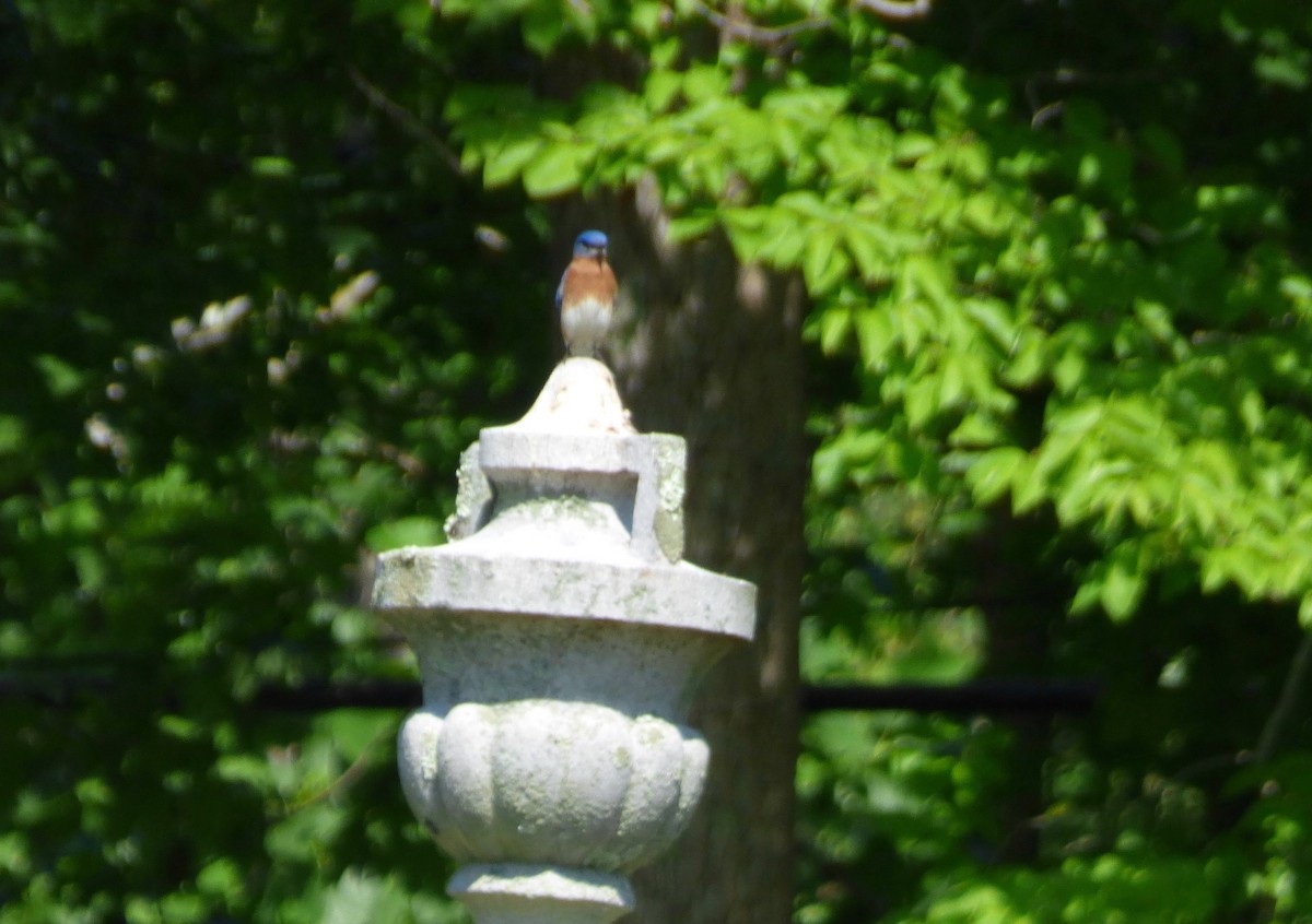 Eastern Bluebird - ML455202261