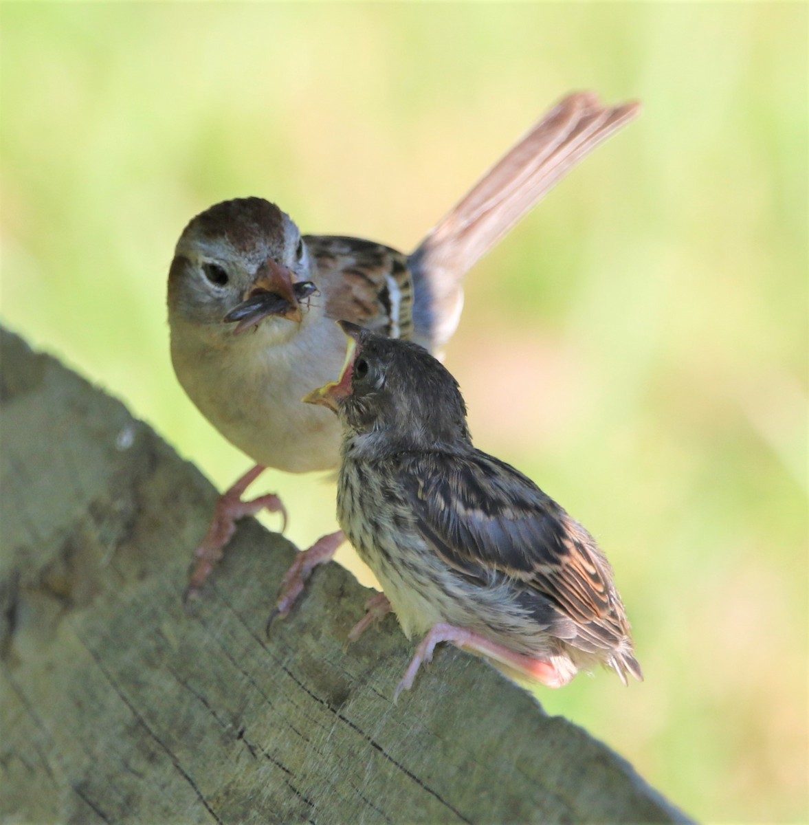 Field Sparrow - Daniel Lebbin