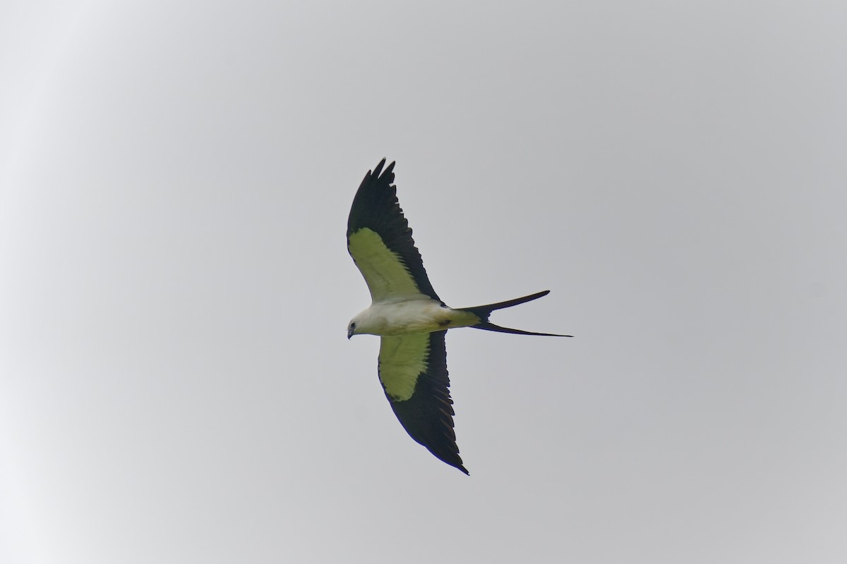 Swallow-tailed Kite - Holger Teichmann