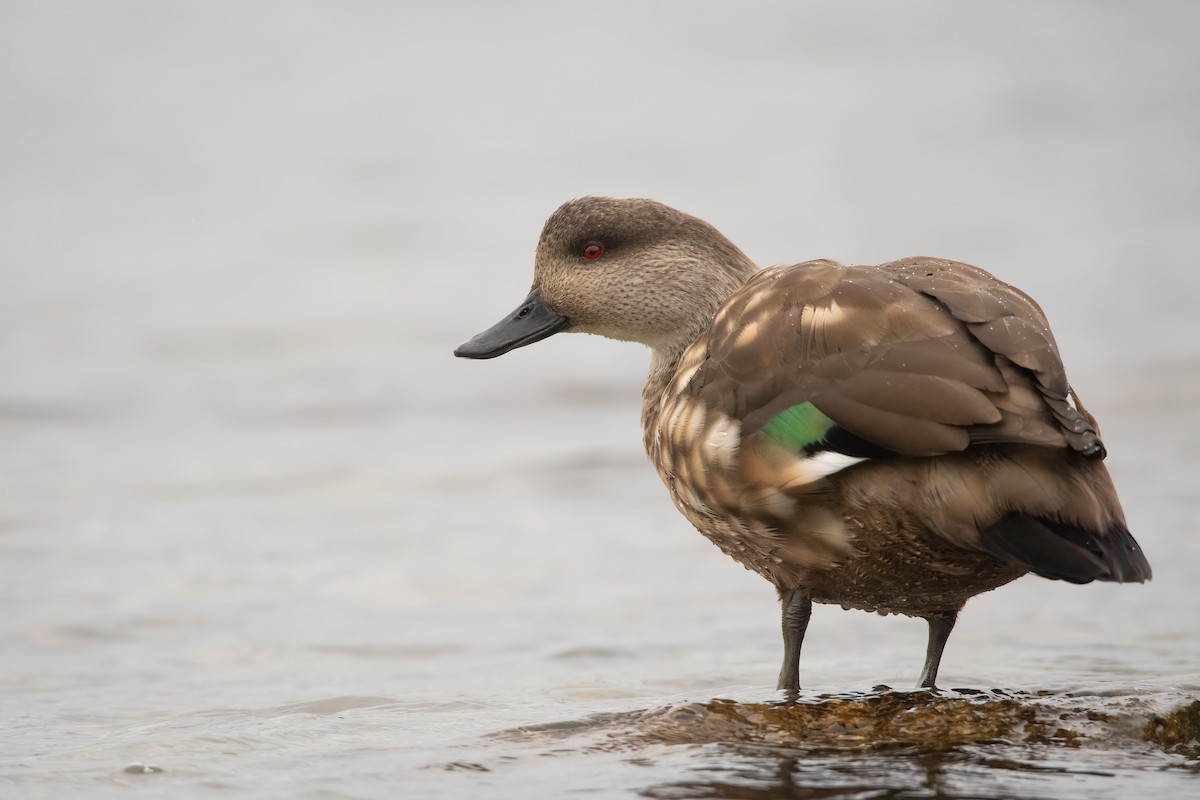 Crested Duck - Pablo Re