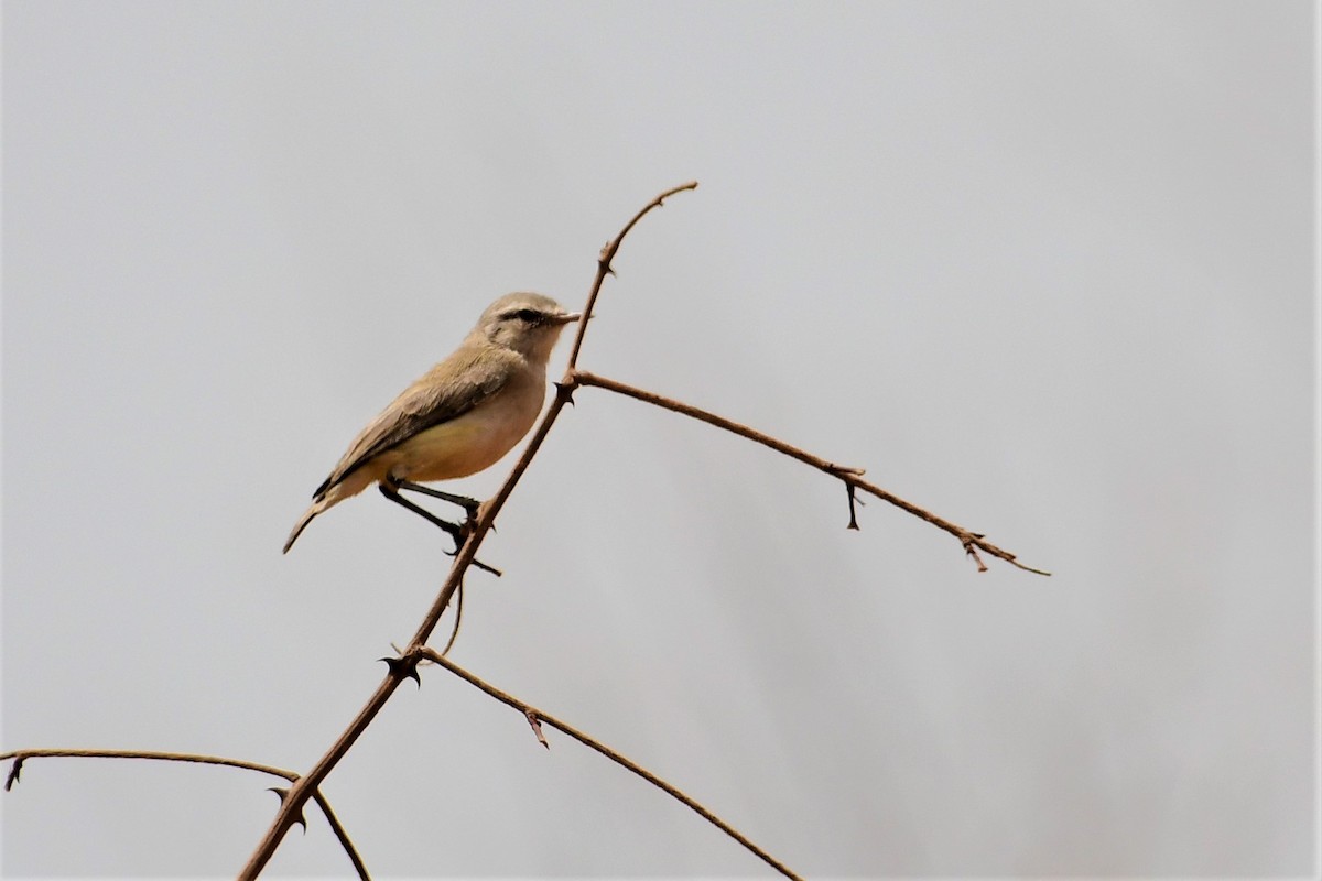 Heuglin's Wheatear - ML455205091