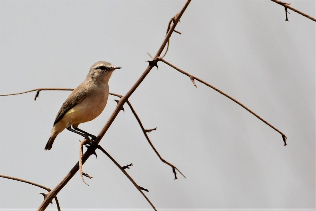 Heuglin's Wheatear - ML455205101