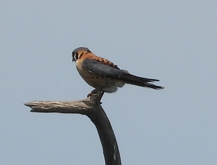 American Kestrel - ML455205341