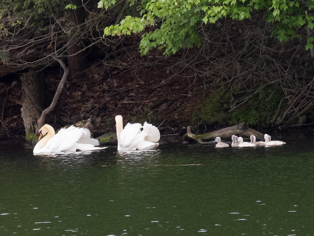 Хуруут хун - ML455205411