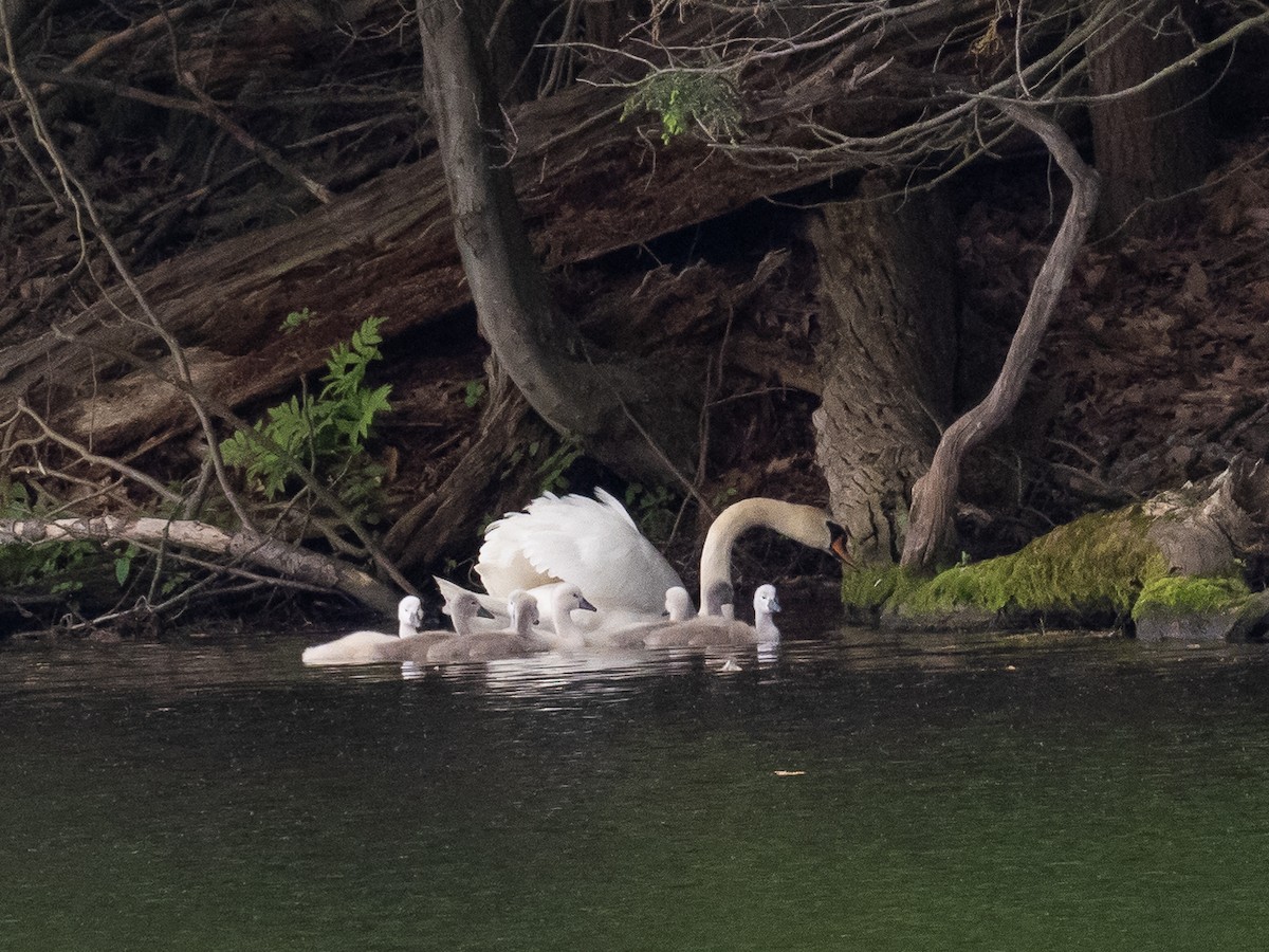 Хуруут хун - ML455205421