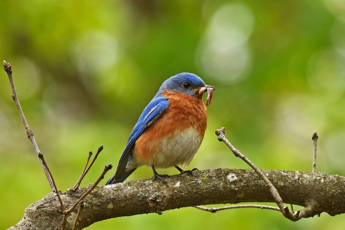 Eastern Bluebird - ML455207491