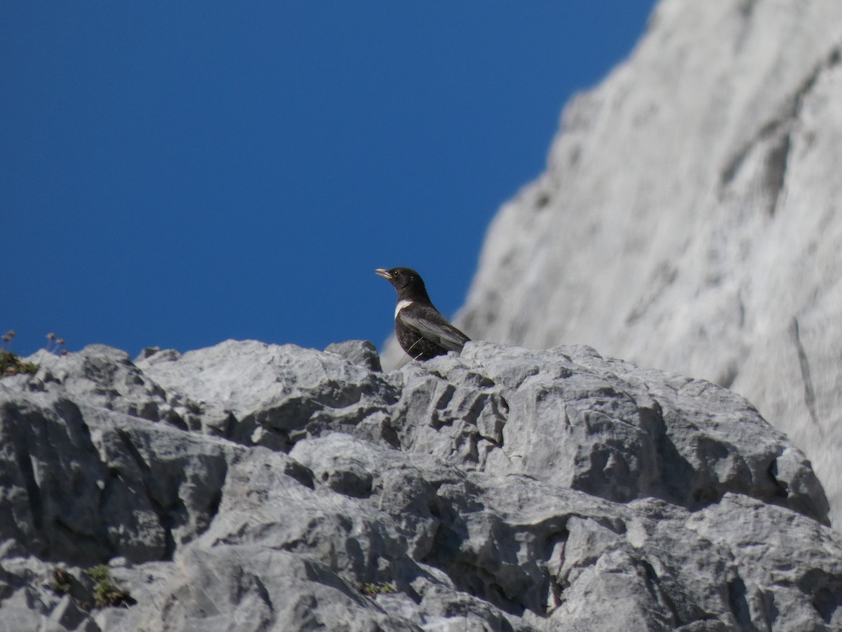 Ring Ouzel - ML455209231