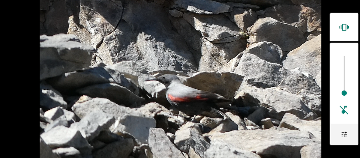 Wallcreeper - ML455209671