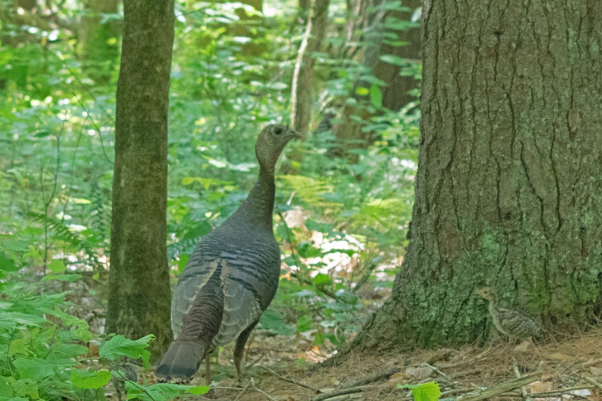 Wild Turkey - ML455210141