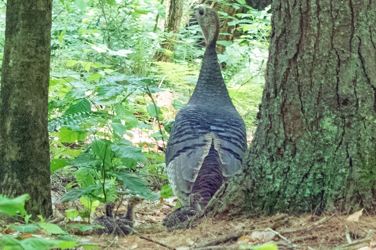 Wild Turkey - ML455210151