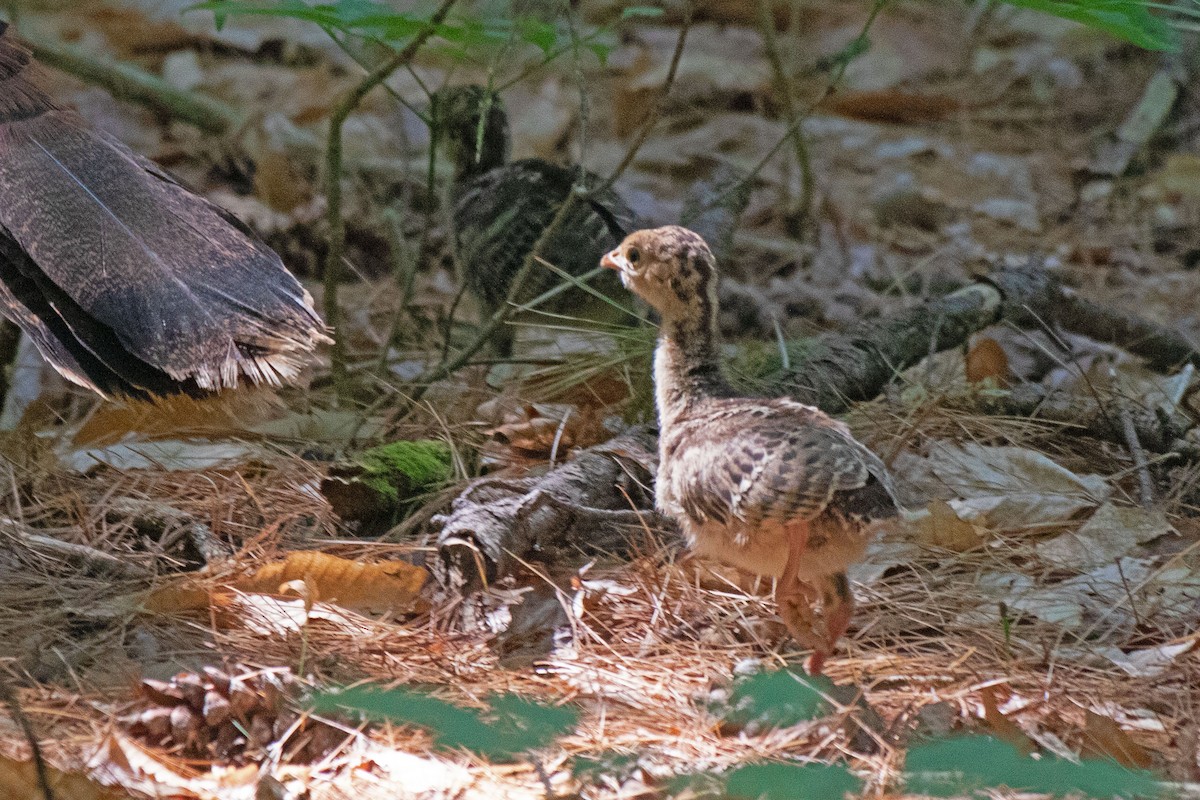 Wild Turkey - ML455210161