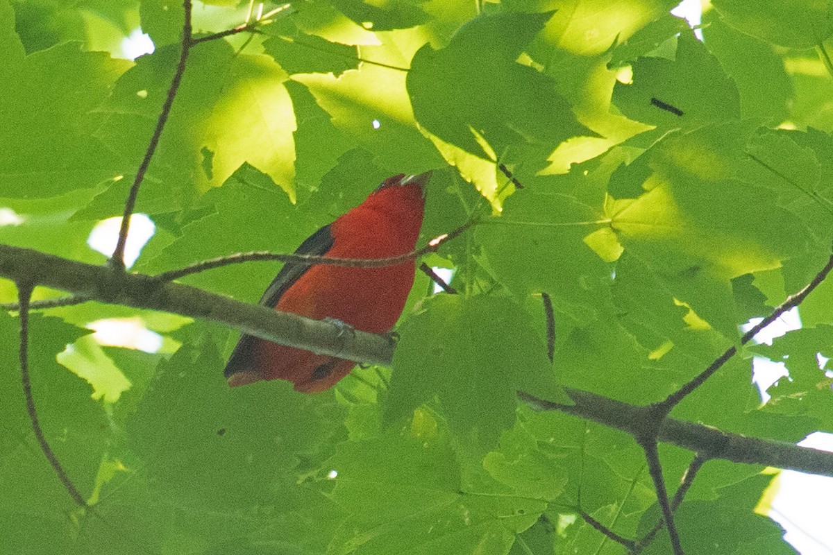 Scarlet Tanager - ML455210191