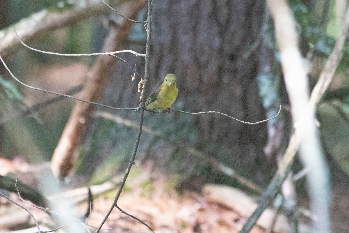 Scarlet Tanager - ML455210221
