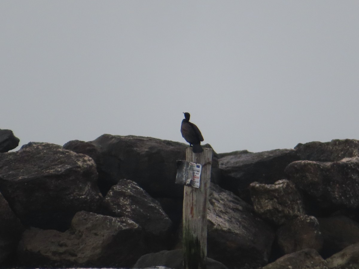 Great Cormorant - ML455210651