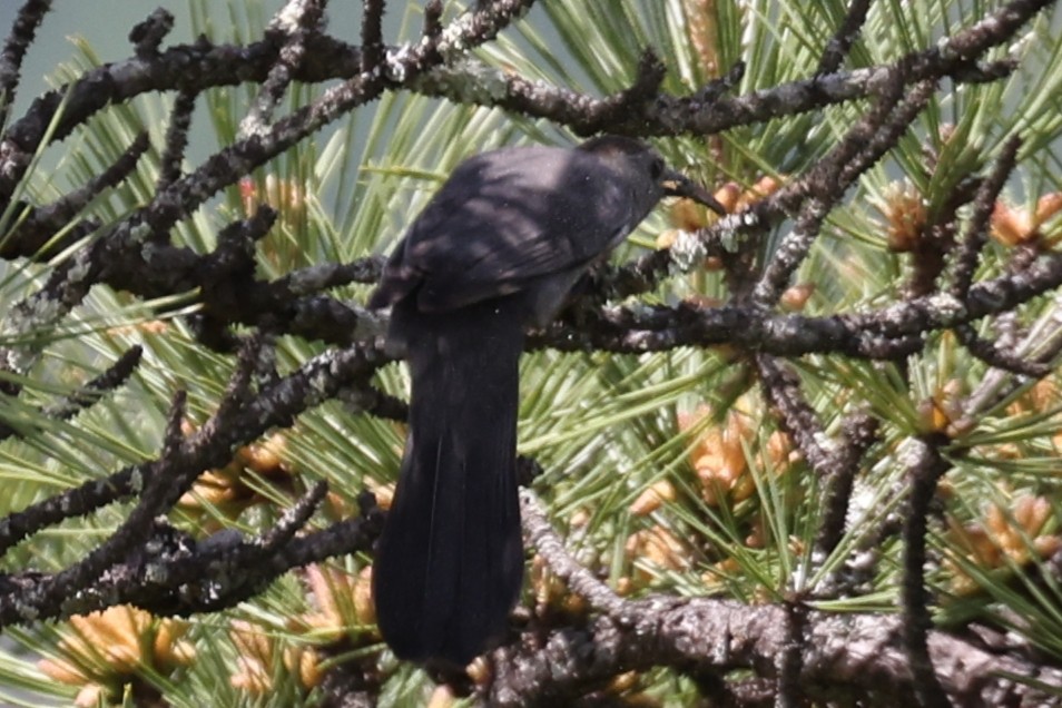 Gray Catbird - ML455211471