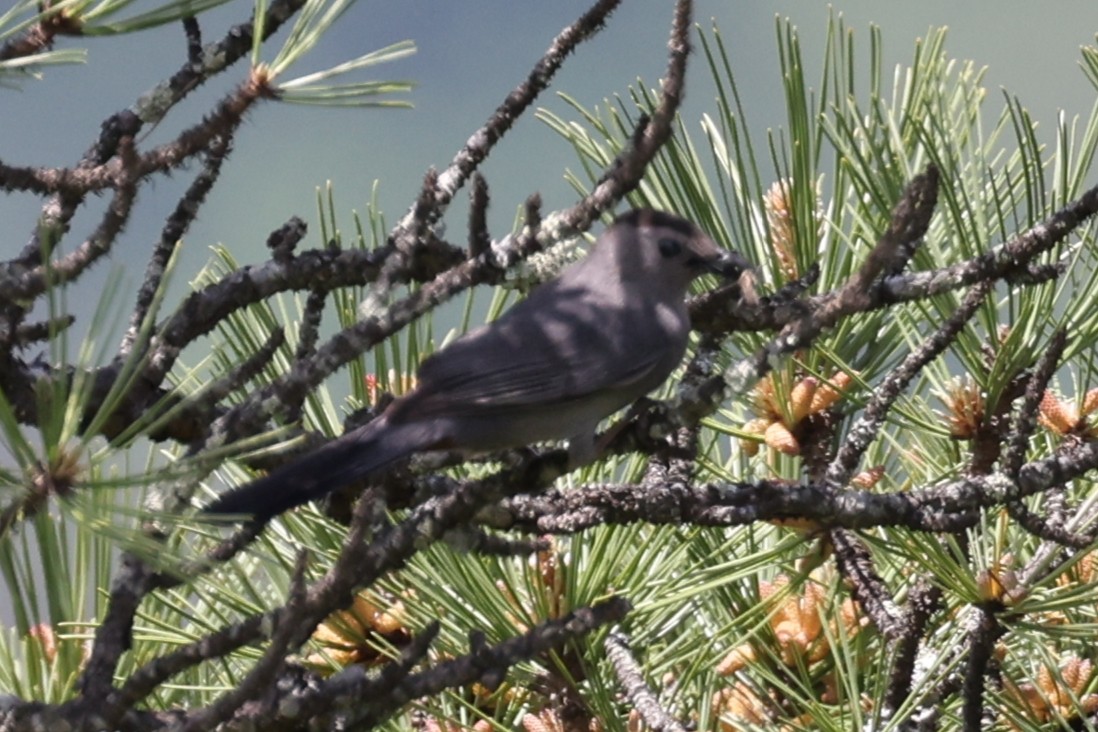 Gray Catbird - ML455211481