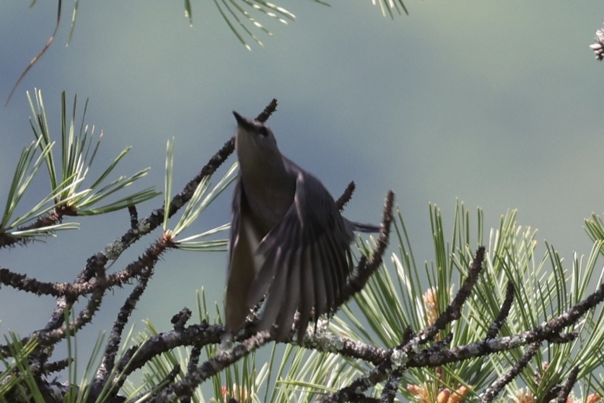 Gray Catbird - ML455211491