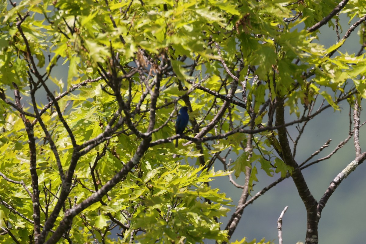 Indigo Bunting - ML455212031