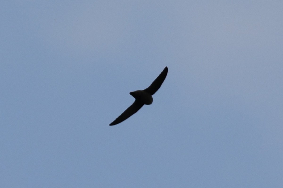 Chimney Swift - ML455212071