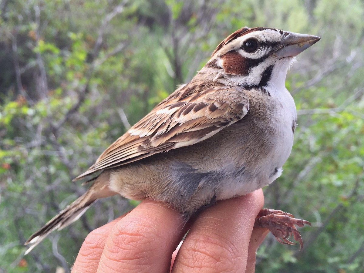 Lark Sparrow - ML455213701