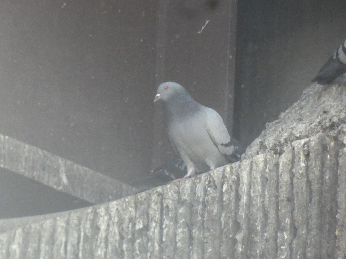 Сизый голубь (Одомашненного типа) - ML455214271